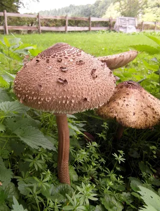 巨幕真菌，牛肝菌，鼓槌，蘑菇