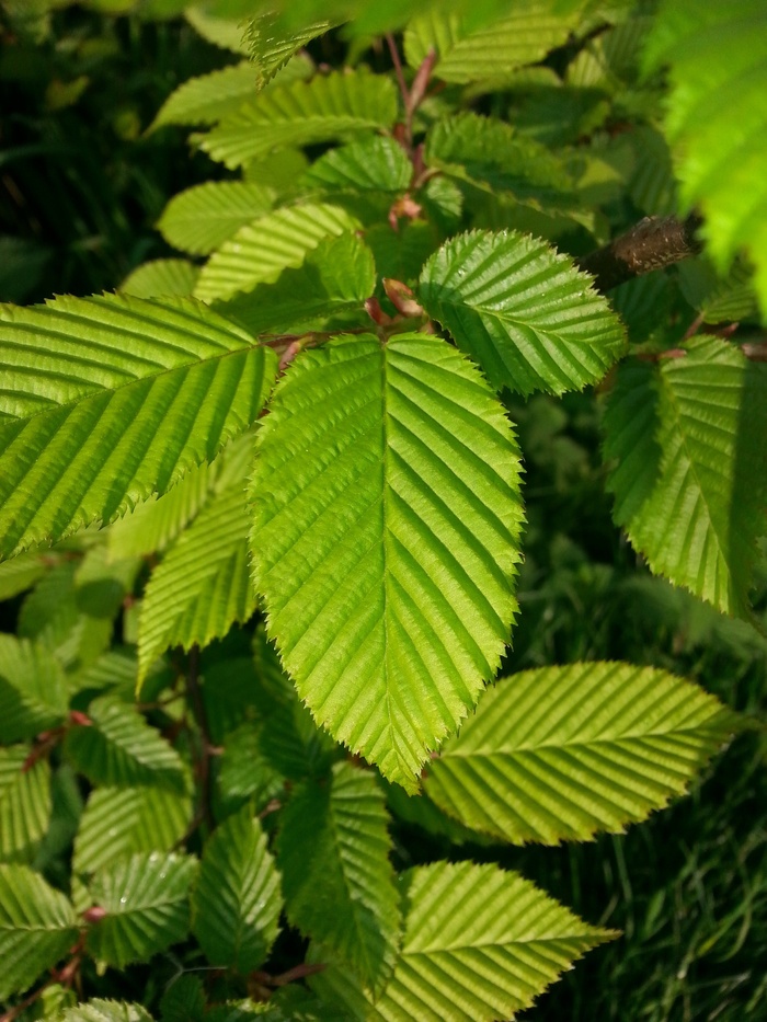 牛津郡，叶子，花园，植物，自然，植物园