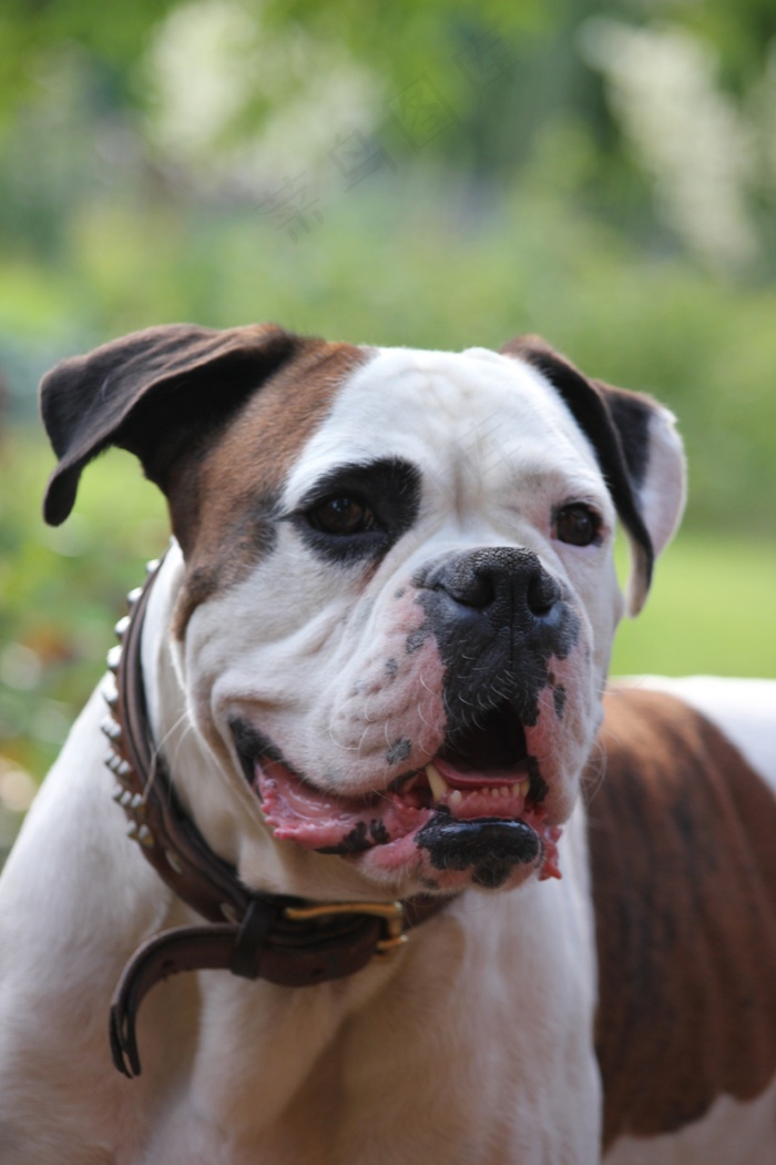 狗，拳击手，宠物，毛皮，项链，狗的外观