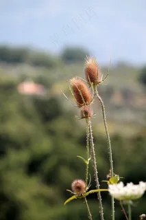 蓟,花,自然,绿色 蓟,花,自然,绿色