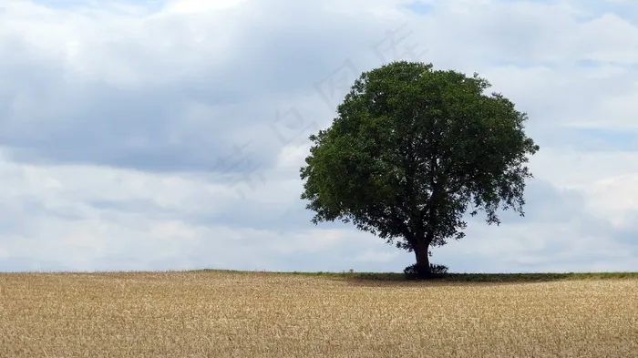 树，场，对比度，天空，景观，自然