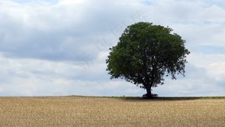 树，场，对比度，天空，景观，自然
