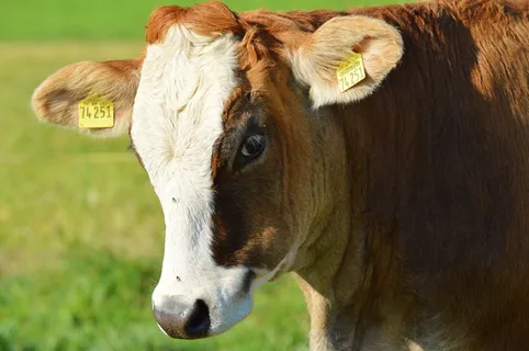 牛，动物，牛肉，可爱，反刍动物，草地，吃