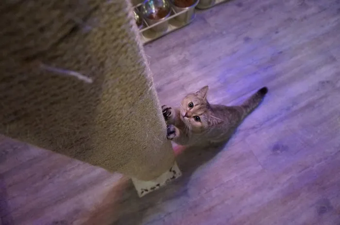 英国短毛猫，猫，宠物，动物，猫科动物