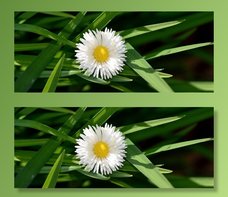 雏菊，开花，黄白，性质，花园