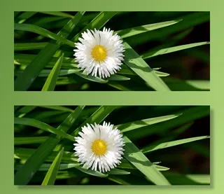 雏菊，开花，黄白，性质，花园