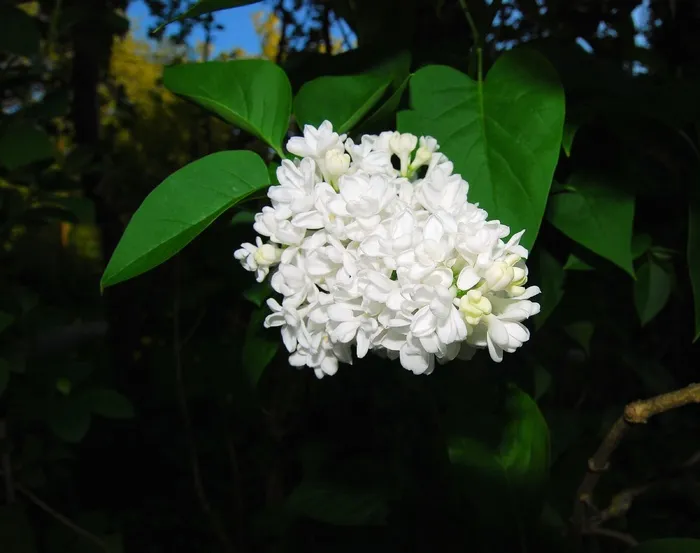 丁香，鲜花，白色，观赏灌木，普通丁香