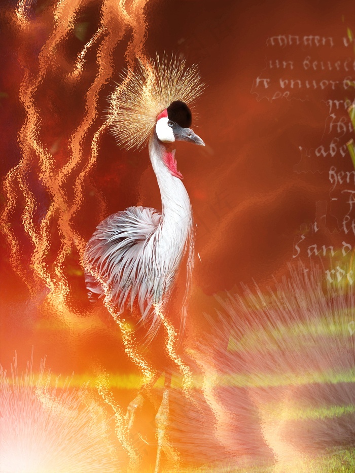 起重机，鸟，全身羽毛，动物，骄傲