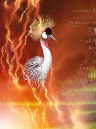 起重机，鸟，全身羽毛，动物，骄傲