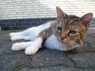 猫，动物，嬉戏，宠物，Mieze，家猫，阿迪达斯