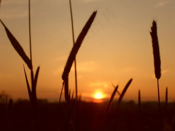 大自然，太阳，天空，晚上，剪影，阳光