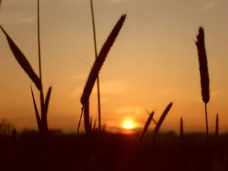 大自然，太阳，天空，晚上，剪影，阳光