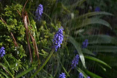淋浴,雨,花,紫色,葡萄,风信子,特写 淋浴,雨,花,紫色,葡萄,风信子,特写