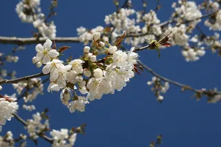 樱桃,开花,天空,春天,树 樱桃,开花,天空,春天,树