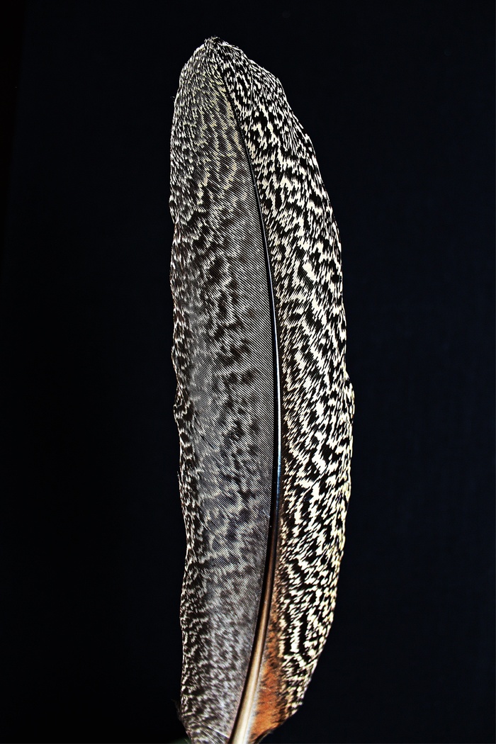 鸟羽毛，鹰羽毛，春天，鸟，全身羽毛