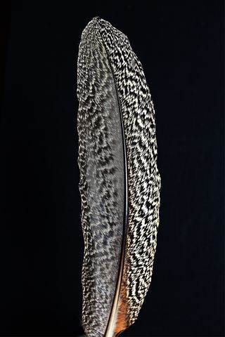 鸟羽毛，鹰羽毛，春天，鸟，全身羽毛