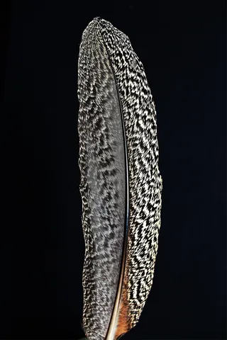 鸟羽毛，鹰羽毛，春天，鸟，全身羽毛