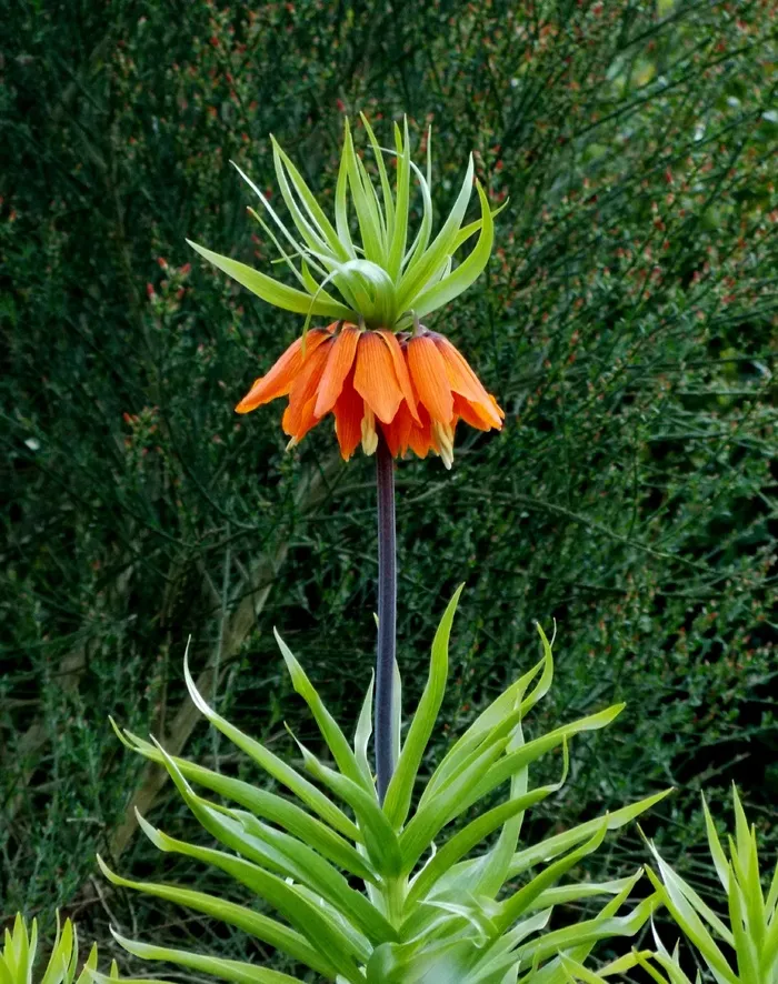 帝王冠，百合科，草本植物，植物