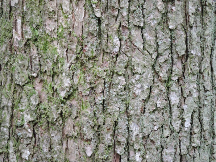 树皮，树，纹理，木材，粗糙，树干，表面