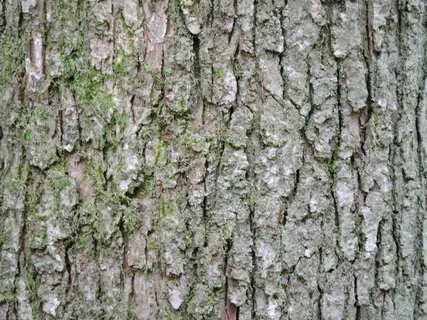 树皮,树,纹理,木材,粗糙,树干,表面 树皮,树,纹理,木材,粗糙,树干,表面