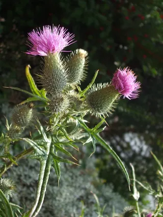 蓟，植物，性质，紫色，蓟花