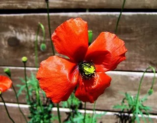 红罂粟，春天的野花，草甸花