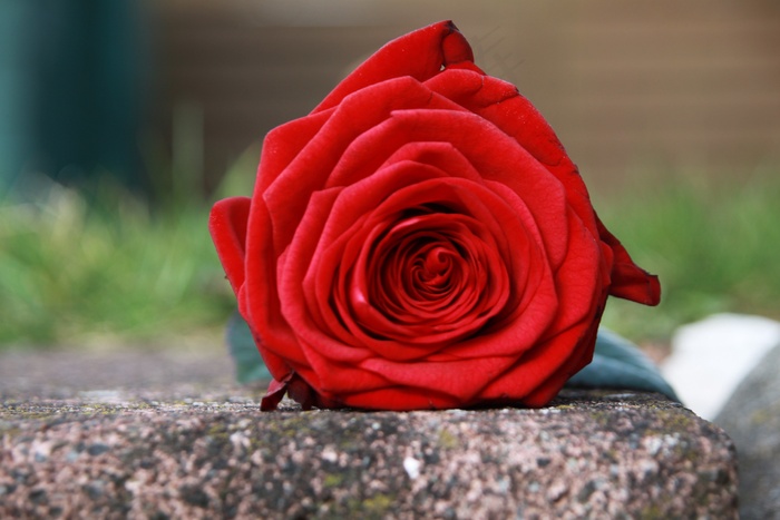 玫瑰，红色，石头，Bakkararose，疲倦，天鹅绒