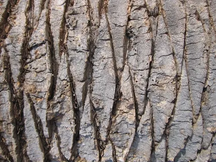 树，纹理，性质，模式，老，木，棕色