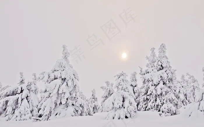 冬季森林，雪，冷杉，雾，阴霾，冬季，树脂