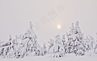 冬季森林，雪，冷杉，雾，阴霾，冬季，树脂