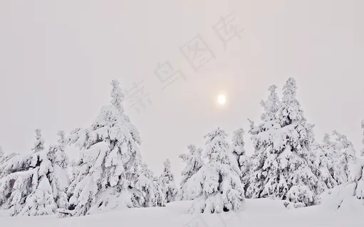 冬季森林,雪,冷杉,雾,阴霾,冬季,树脂 冬季森林,雪,冷杉,雾,阴霾,冬季,树脂