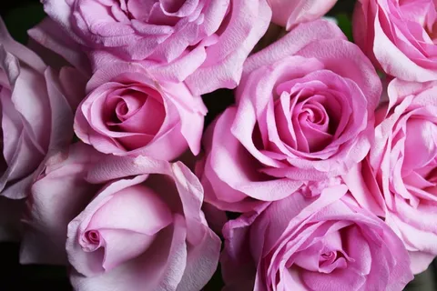 玫瑰，粉红色，花，粉红玫瑰