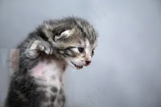 小猫，猫，动物，甜