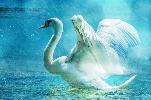 天鹅，美丽，白色，水，雨，优雅