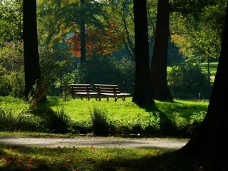 枫叶，山毛榉叶，彩色的叶子