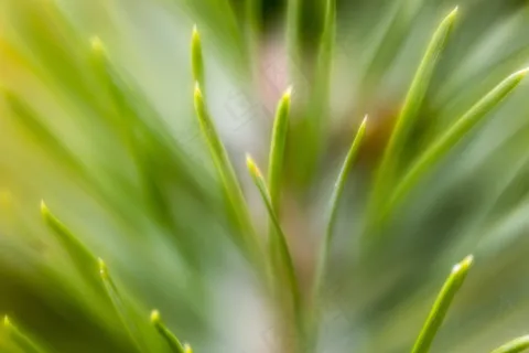 针,纯度,性质,健康,背景,植物 针,纯度,性质,健康,背景,植物
