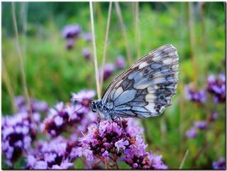 草甸，蝴蝶，关闭，自然，夏天，花蓝色