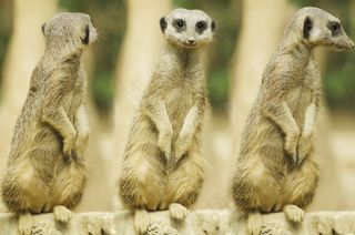 猫鼬，鼻子，婴儿，哺乳动物，守卫，适应，Suricate