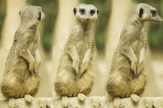 猫鼬，鼻子，婴儿，哺乳动物，守卫，适应，Suricate