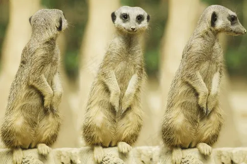 猫鼬,鼻子,婴儿,哺乳动物,守卫,适应,Suricate 猫鼬,鼻子,婴儿,哺乳动物,守卫,适应,Suricate