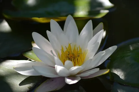 睡莲,白,水生植物,水,花 睡莲,白,水生植物,水,花