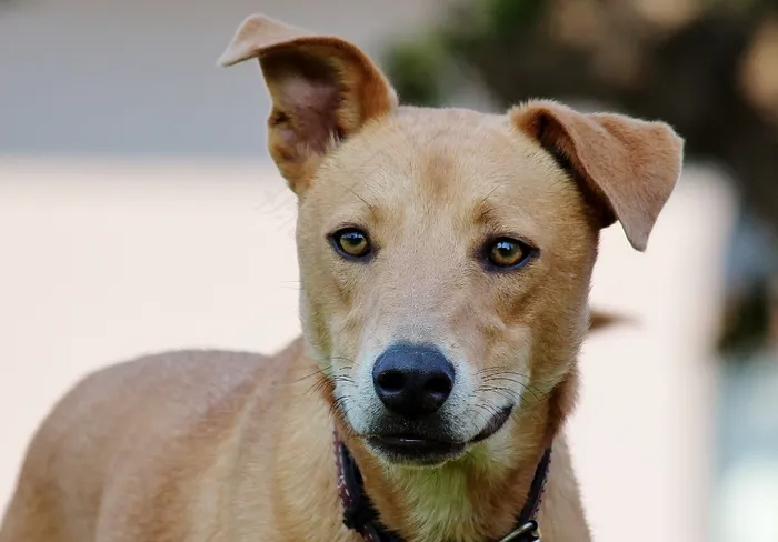 狗，Hundeportrait，查看，狗的鼻子，杂种，动物