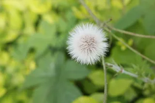 绿色，毛球，草，植物，路边，春天