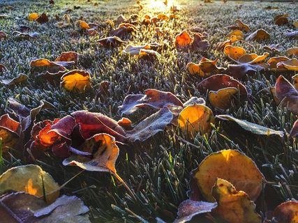 叶子，秋天，霜