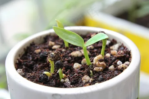 新芽,印度菠菜,印度,蔬菜,东方 新芽,印度菠菜,印度,蔬菜,东方