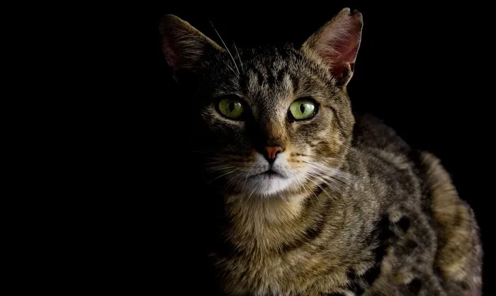 猫，猫在黑暗中，眼睛，凝视，看着，黑暗