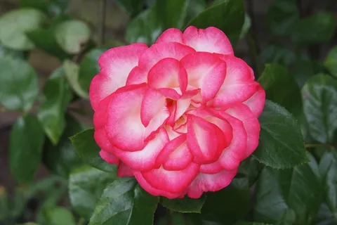 玫瑰,汉娜·戈登,花的,植物,自然,开花 玫瑰,汉娜·戈登,花的,植物,自然,开花