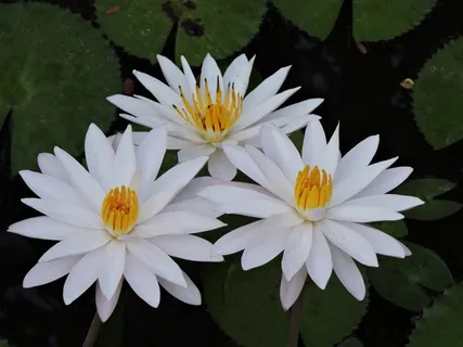 莲花,Bluwa,Lewoleba,花园,叶 莲花,Bluwa,Lewoleba,花园,叶