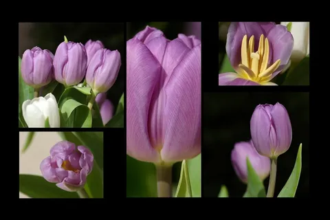郁金香,郁金香,鲜花,春天,春天的花朵,拼贴画 郁金香,郁金香,鲜花,春天,春天的花朵,拼贴画