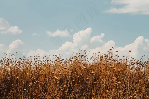 田野，小麦，天空，风景，农业，自然